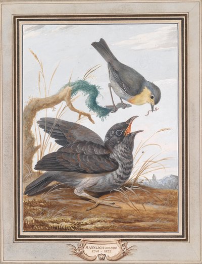 A Cuckoo Being Fed by a Robin by Johann Christian von Mannlich